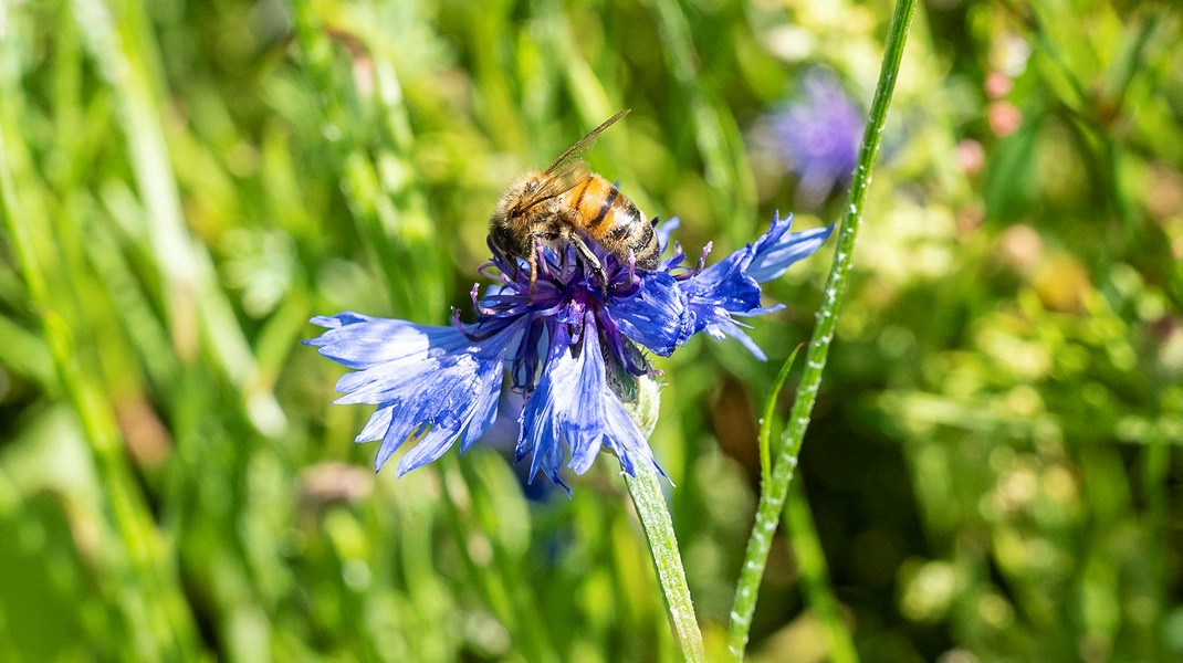 I fremtiden kommer vi til at se mere blandede elementer i landbrugslandskabet med træer, krat og blomster, der er levesteder for insekter og fugle, skriver Amanda Fehler Vallgårda.