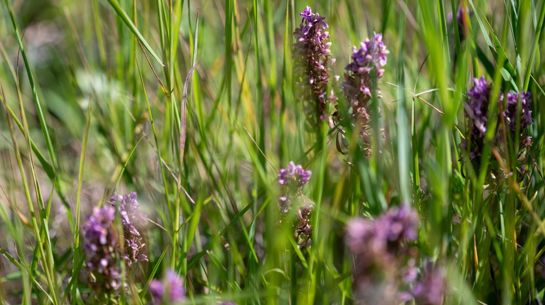 Dansk Industri har sammen med 22 parter i det regeringsnedsatte biodiversitetspartnerskab anbefalet, at biodiversitetskravene i indkøbsstrategier og udbudskriterier skærpes og udvikles, skriver Jakob Scharff.