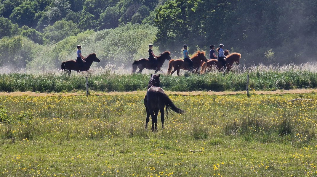 Lektorer om rewilding: Et frit dyreliv må godt være svært