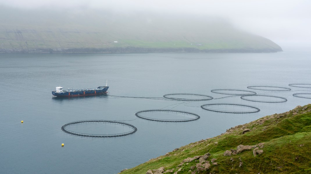 Opdræt af fisk i havbrug ses af mange som en naturlig måde at sikre fødevarer til den voksende befolkning i verden. Men der er ikke meget naturligt over opdrætsmetoden, skriver Johan Flyvbjerg.