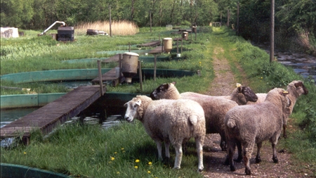 Ny miljøregulering af dambrug på vej 